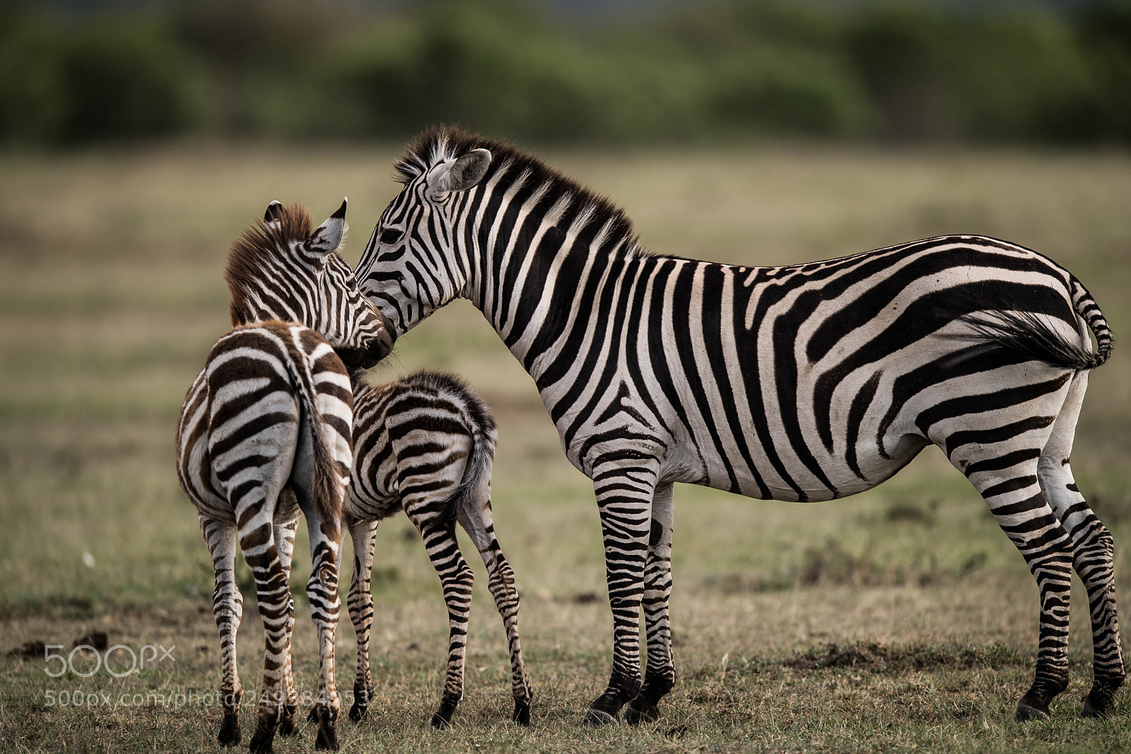 Nikon D5 sample photo. Zebras photography