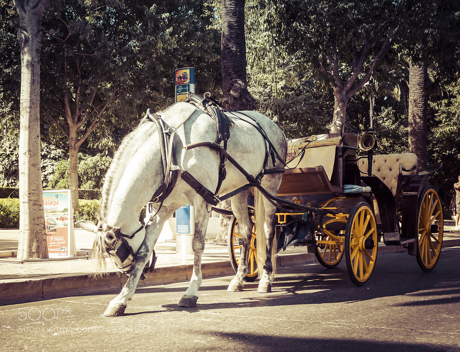 Nikon D7200 sample photo. Saludando o photography