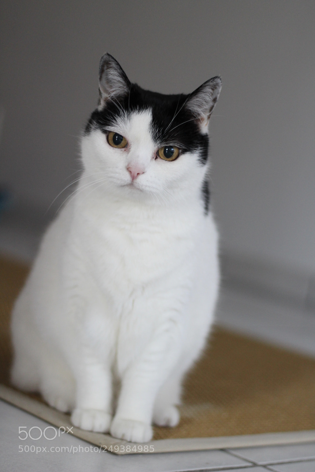 Canon EOS 1300D (EOS Rebel T6 / EOS Kiss X80) + Canon EF 50mm F1.8 STM sample photo. Cat. photography