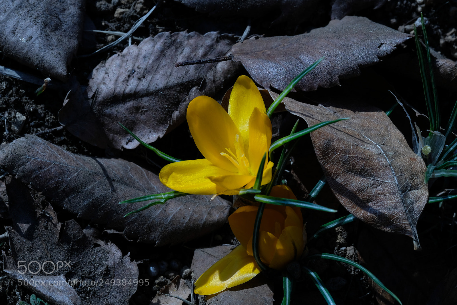 Fujifilm X-Pro2 sample photo. Spring photography