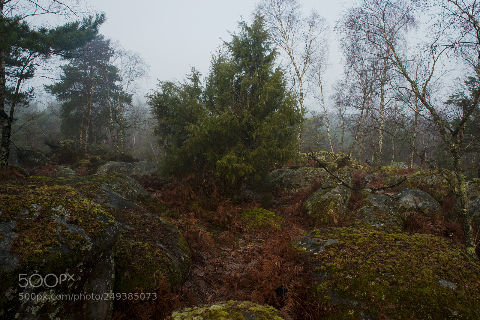 Nikon Df sample photo. Fontainebleau - xiii photography