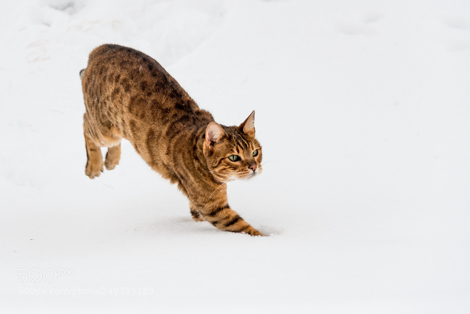 Nikon D800 sample photo. Bengal cat running in photography