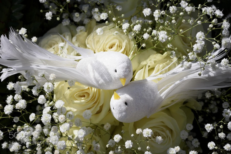 Nikon D7200 sample photo. Aves nupciales o photography