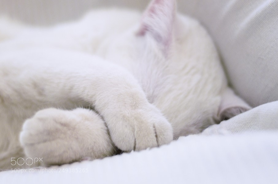 Nikon D3200 sample photo. Djame dormir un poco photography