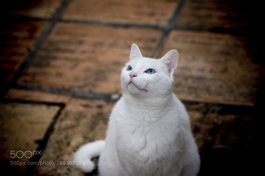 Nikon D7200 sample photo. Estrellita o photography