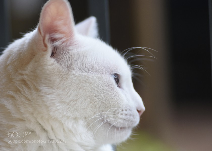 Nikon D7200 sample photo. Estrellita o photography
