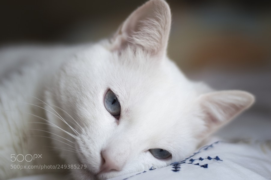 Nikon D3200 sample photo. Estrellita recuperandose o photography