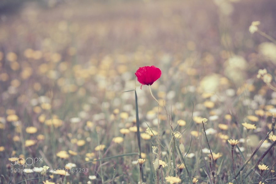 Nikon D7200 sample photo. La sencillez de las photography