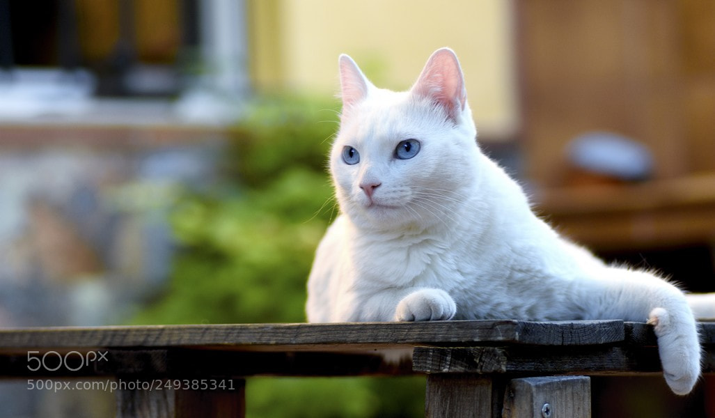 Nikon D7200 sample photo. Siempre alerta o photography