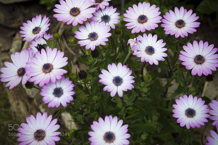 Nikon D3200 sample photo. Una primavera que viene photography