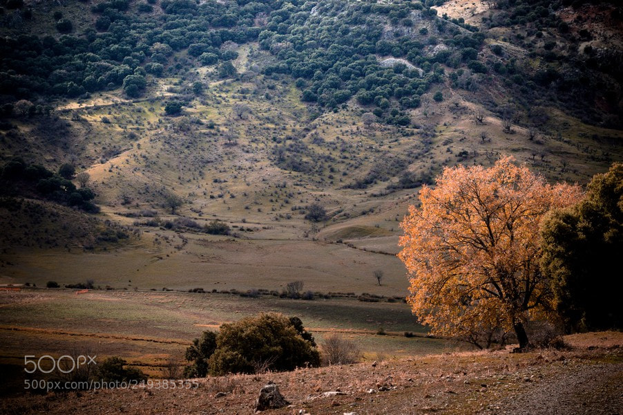 Nikon D3200 sample photo. Viejo arbol o photography