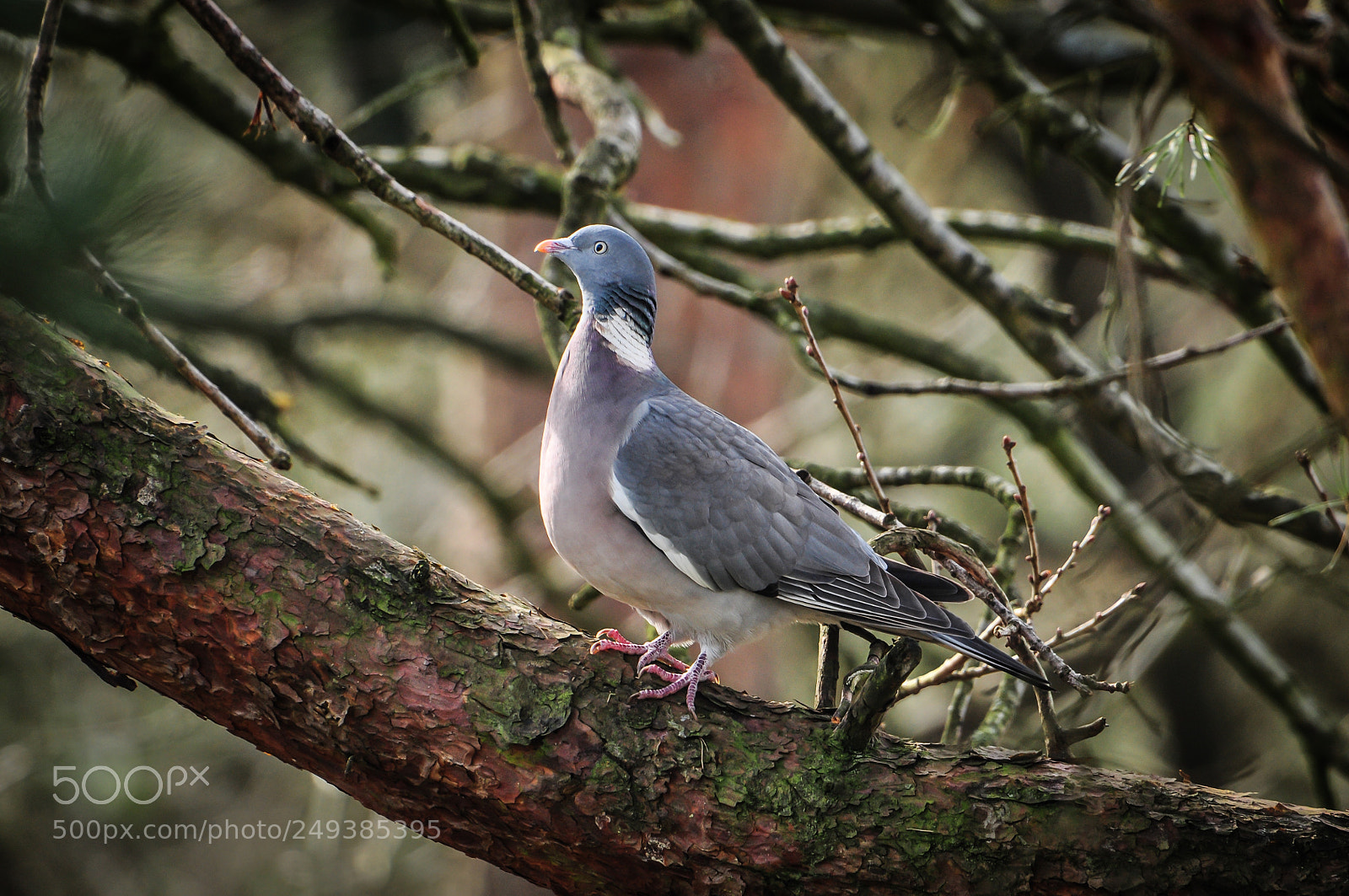 Nikon D90 sample photo. Majestic pigeon photography