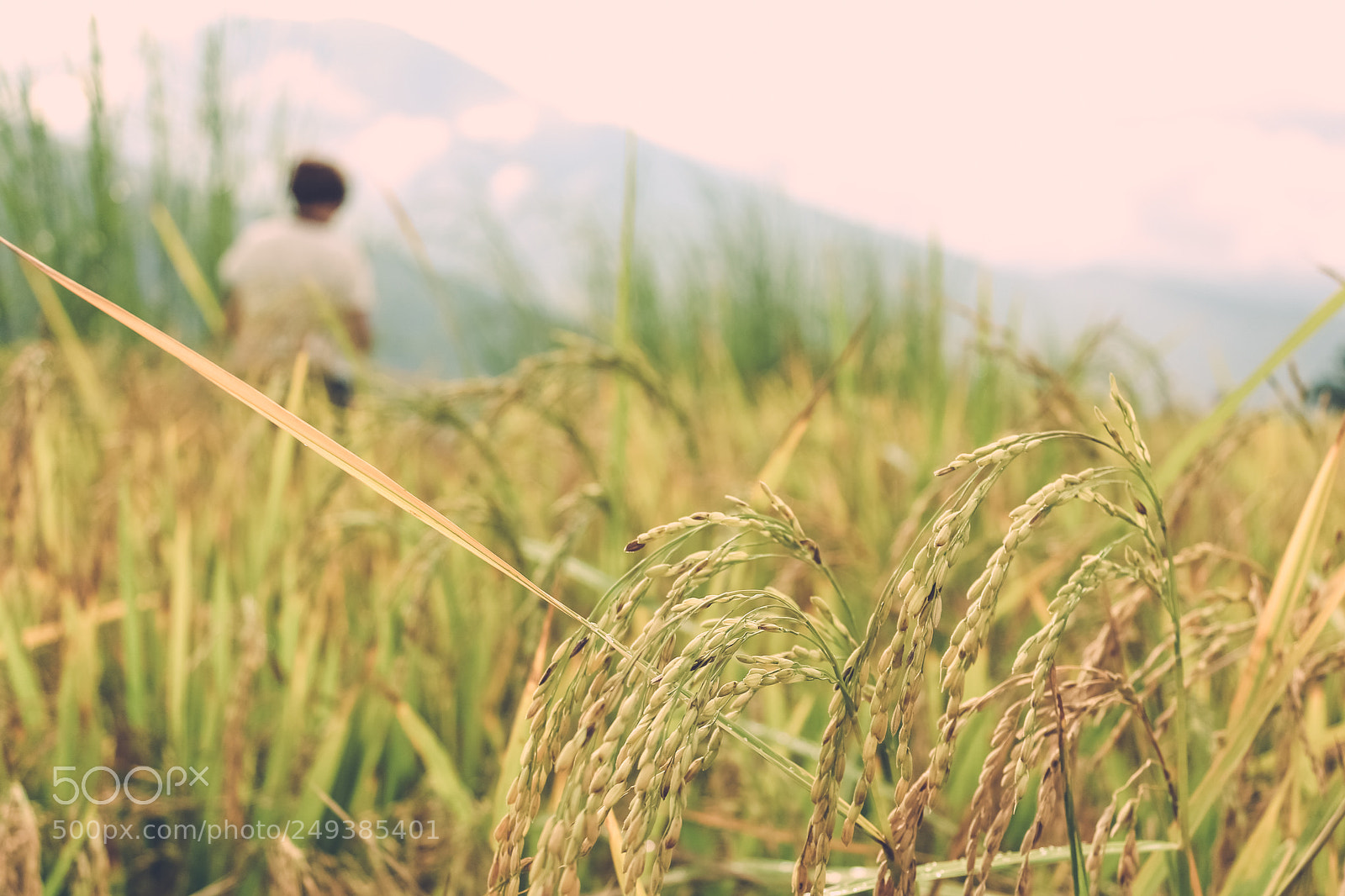Canon EOS 650D (EOS Rebel T4i / EOS Kiss X6i) sample photo. Close up of rice photography