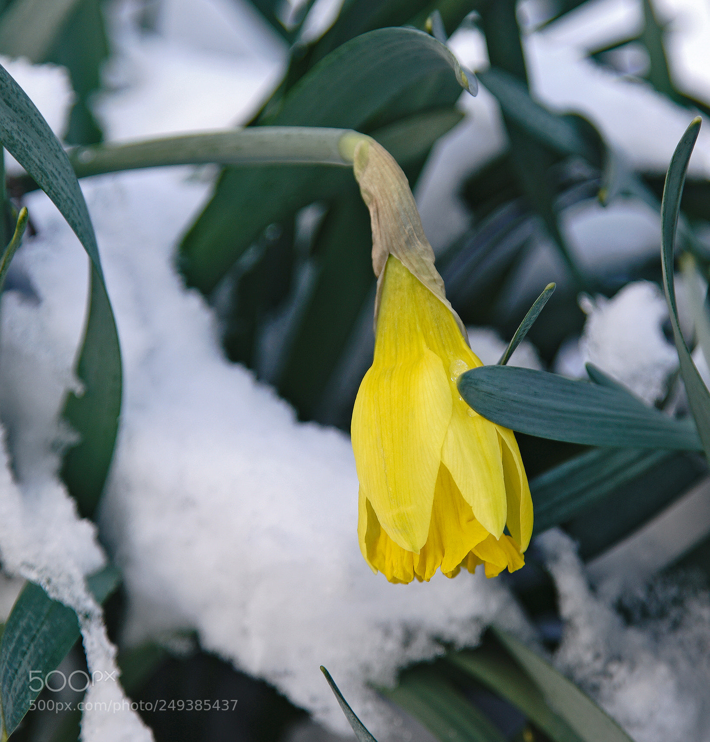 Sony a7R II sample photo. Fighting against the cold photography