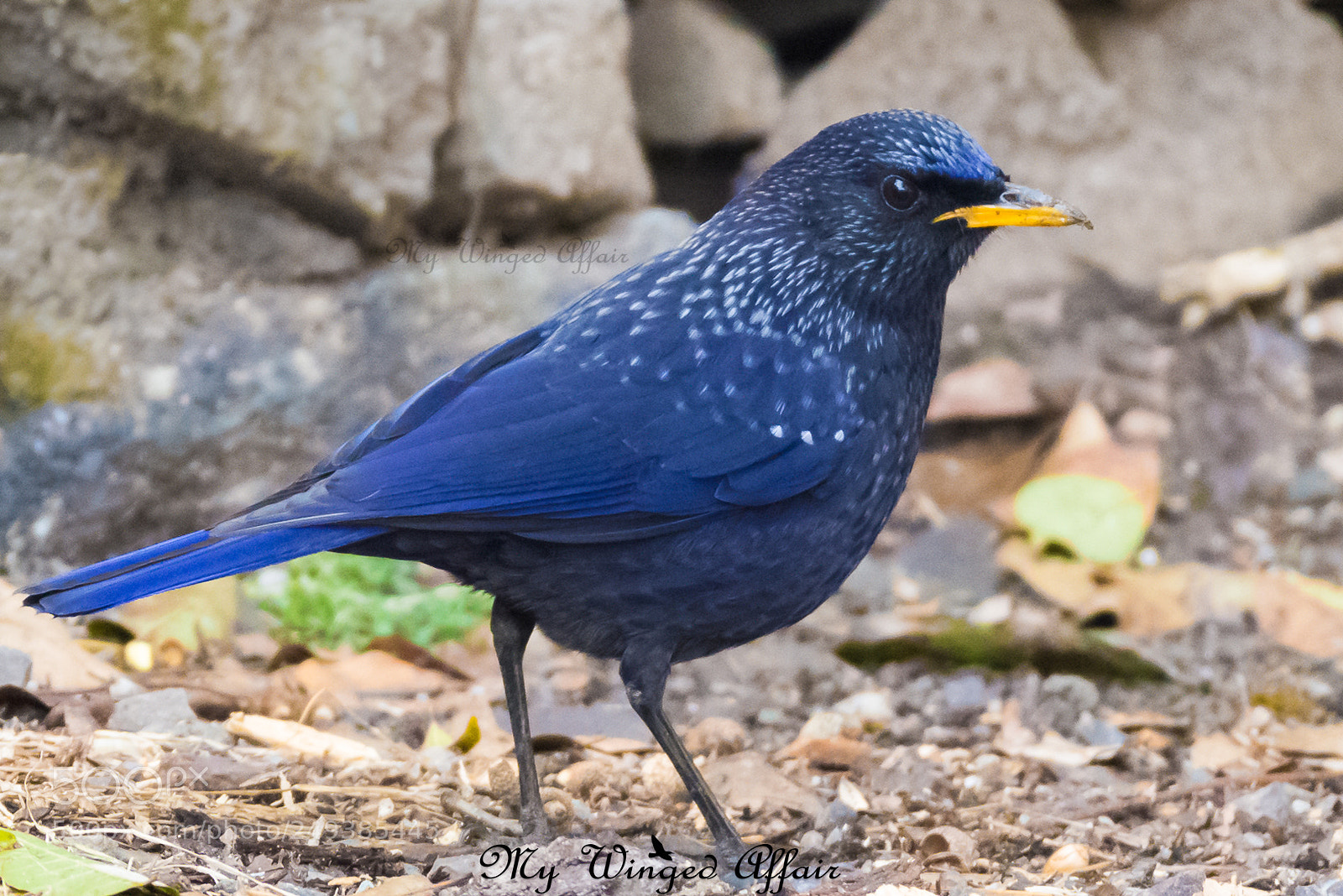 Nikon D610 sample photo. Blue whistling thrush photography