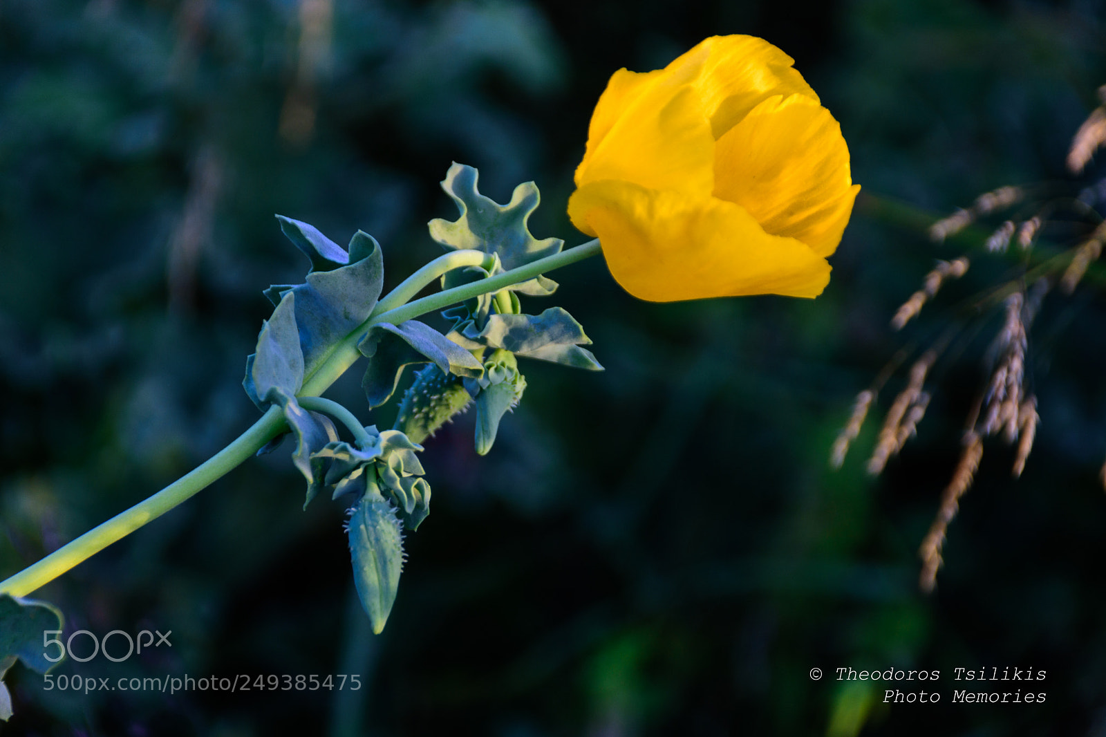 Nikon D7200 sample photo. Golden poppy of the photography