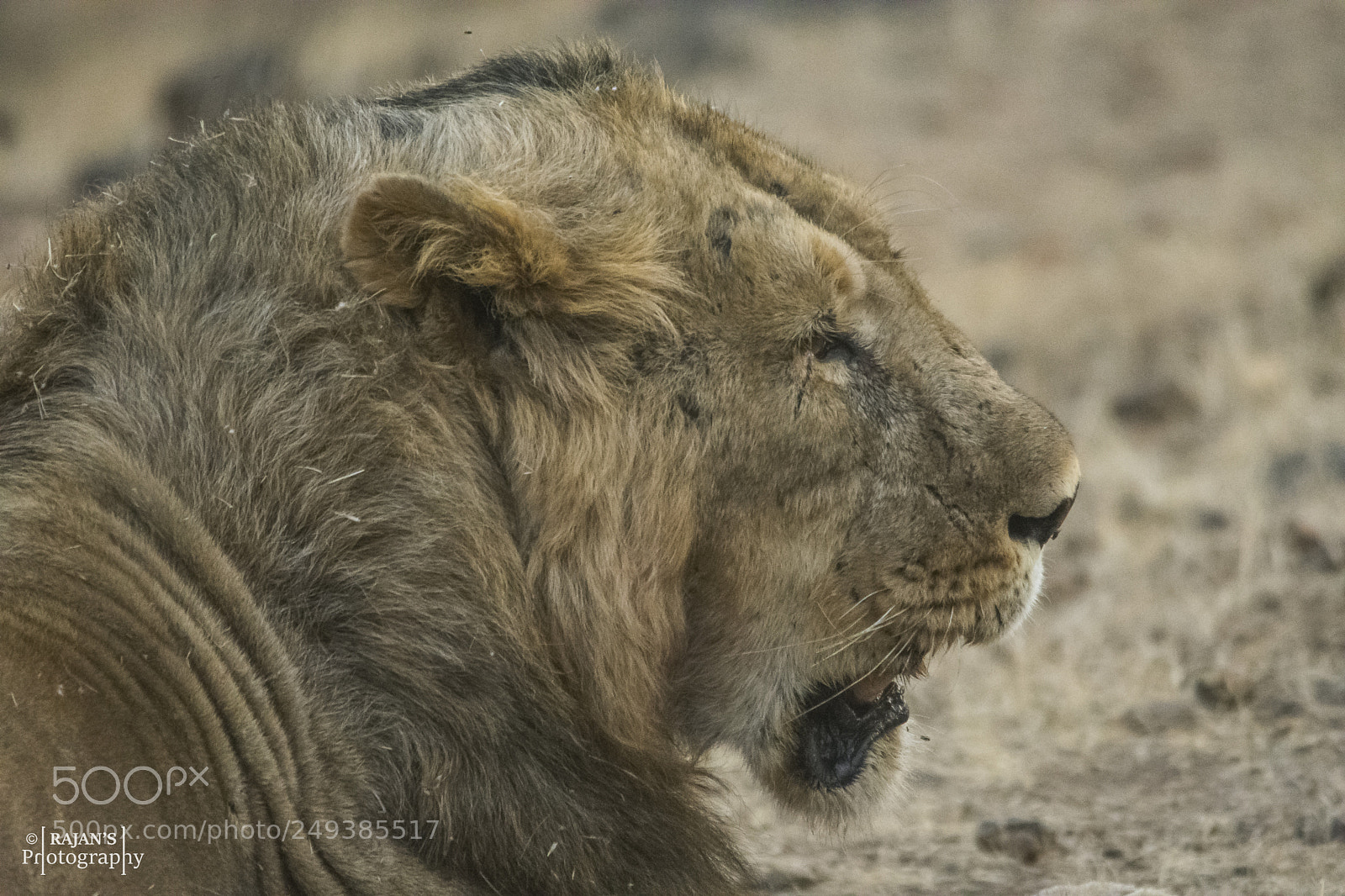 Nikon D3400 sample photo. Lion of sasan gir photography
