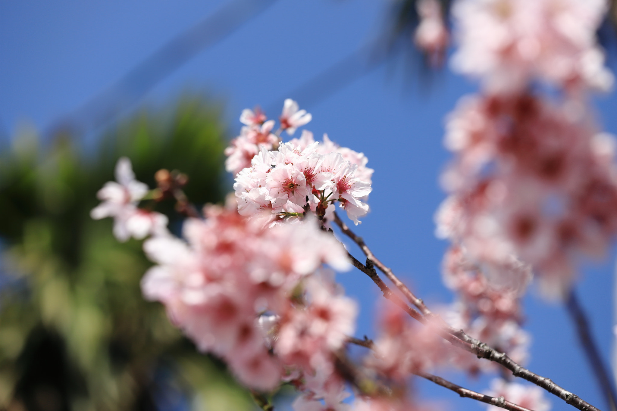 Canon EF 70-200mm F4L IS USM sample photo. Img_3884m 春櫻 photography