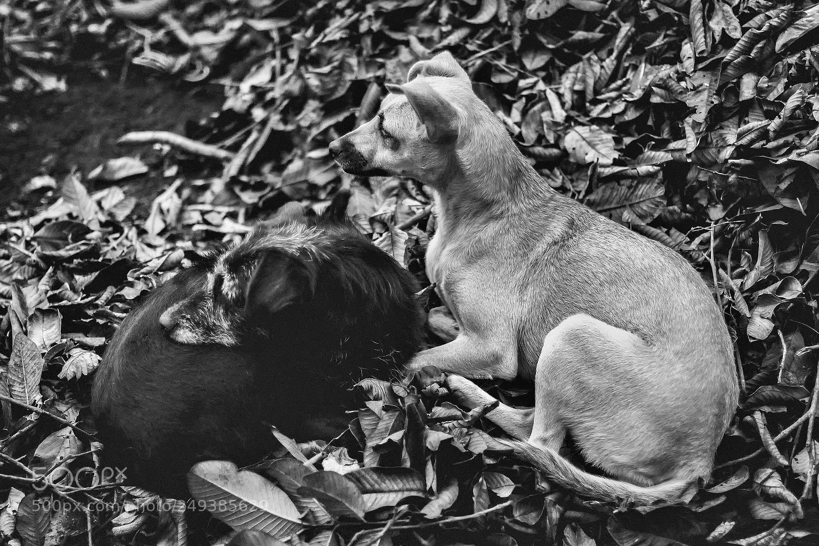 Canon EOS 700D (EOS Rebel T5i / EOS Kiss X7i) sample photo. Cachorro photography