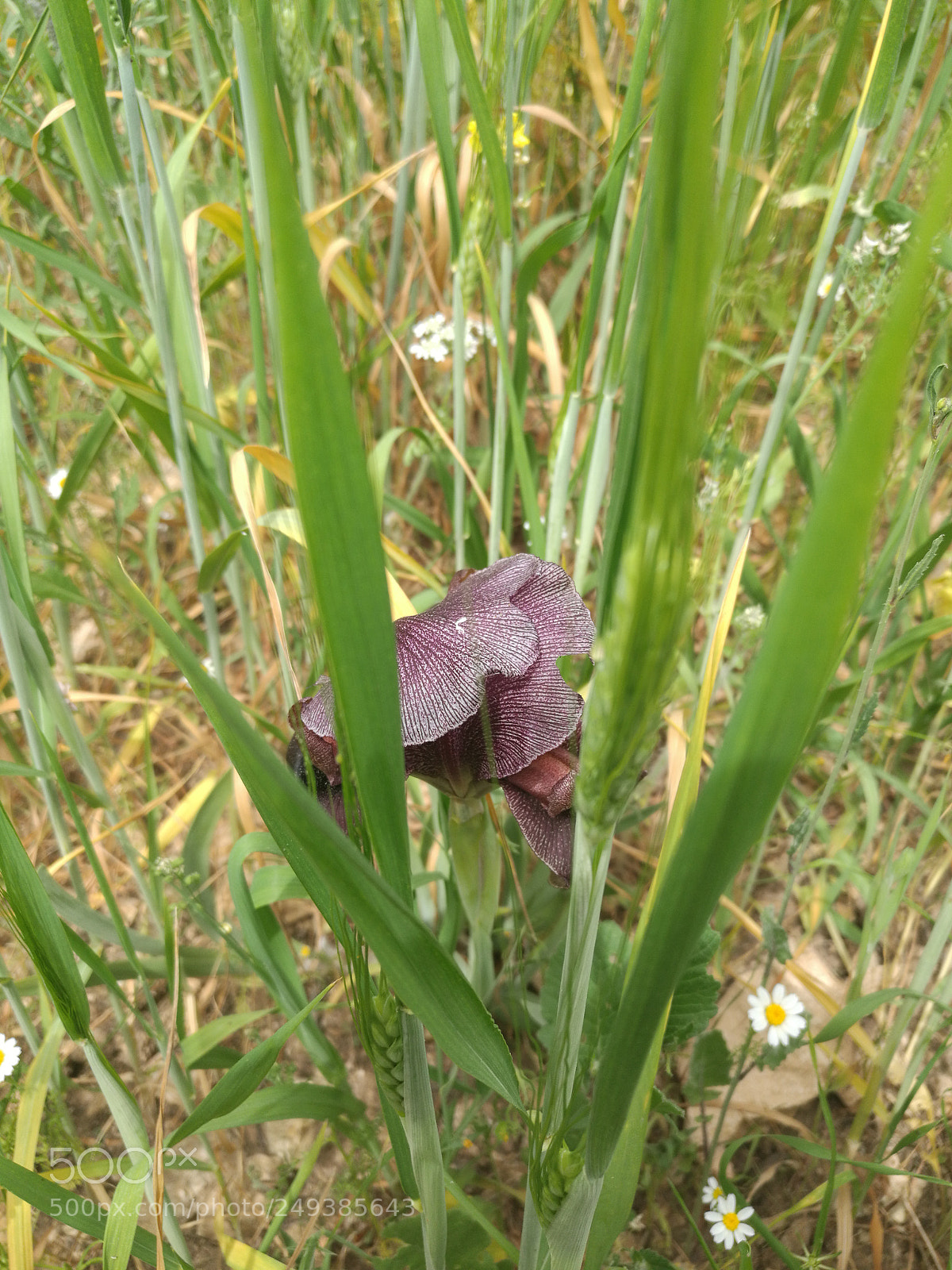 HUAWEI Mate 8 sample photo. Black iris photography