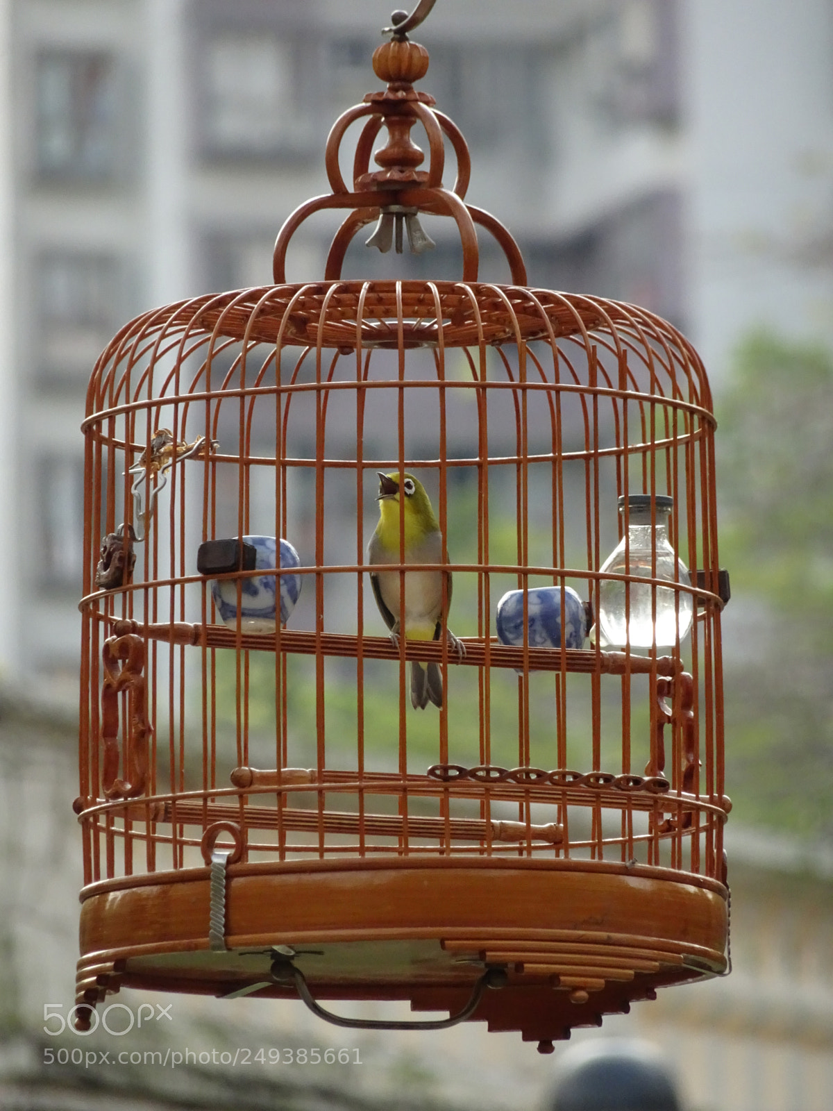Sony Cyber-shot DSC-HX90V sample photo. Singing in the cage photography