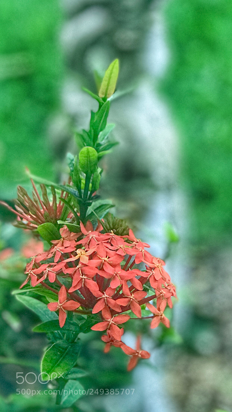 Apple iPhone 7 Plus sample photo. Flowers with the goddess photography