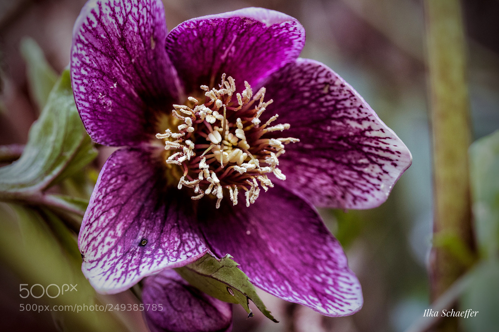 Canon EOS 80D sample photo. Leuchtende schneerose  photography