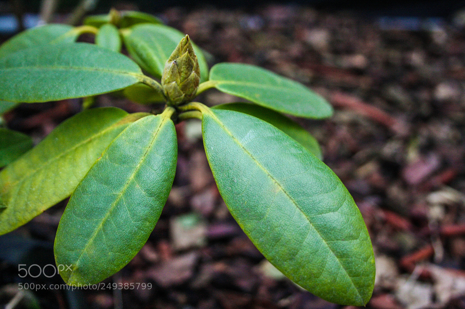 Canon EOS 1000D (EOS Digital Rebel XS / EOS Kiss F) sample photo. Green plant photography