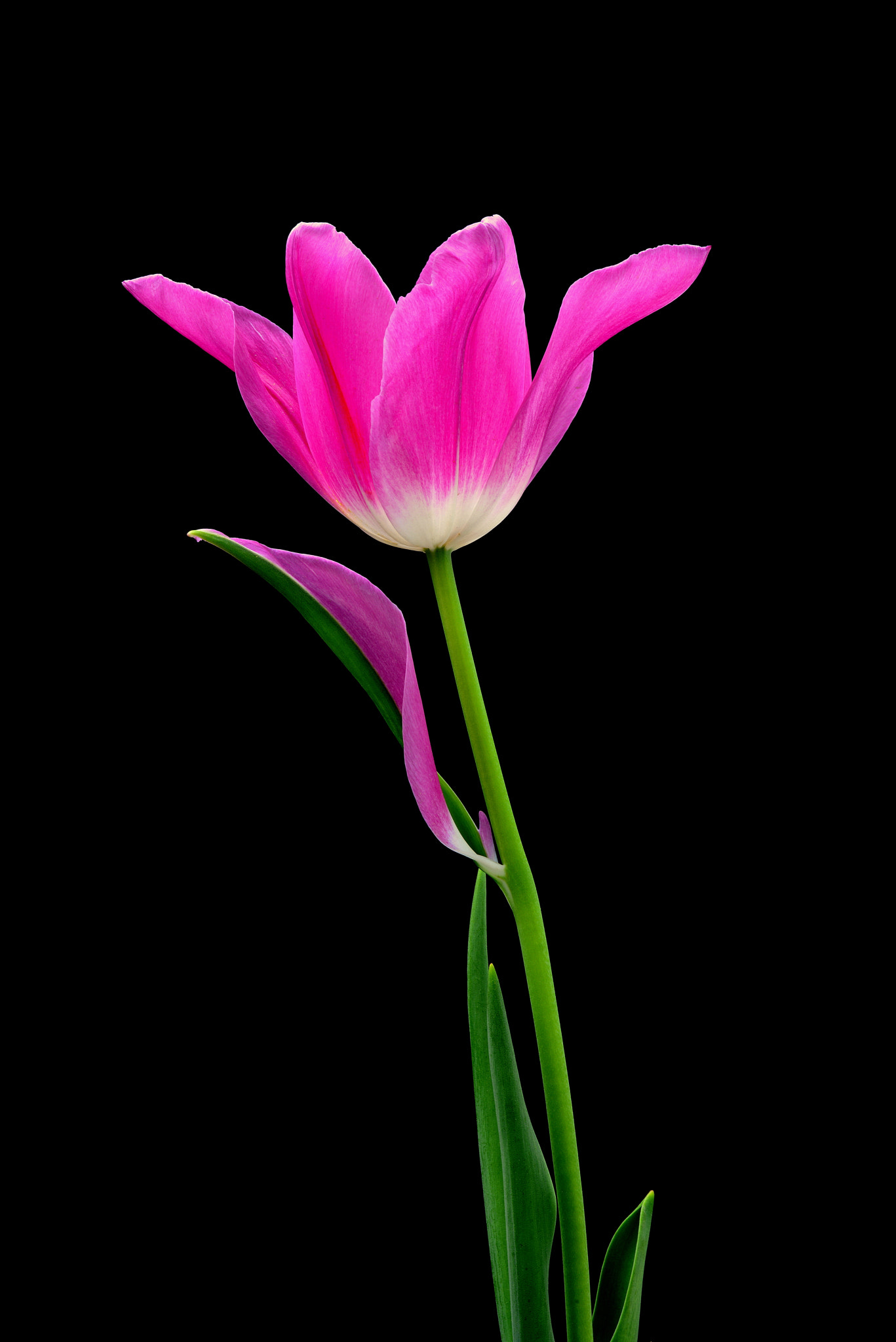 Nikon AF-S Micro-Nikkor 105mm F2.8G IF-ED VR sample photo