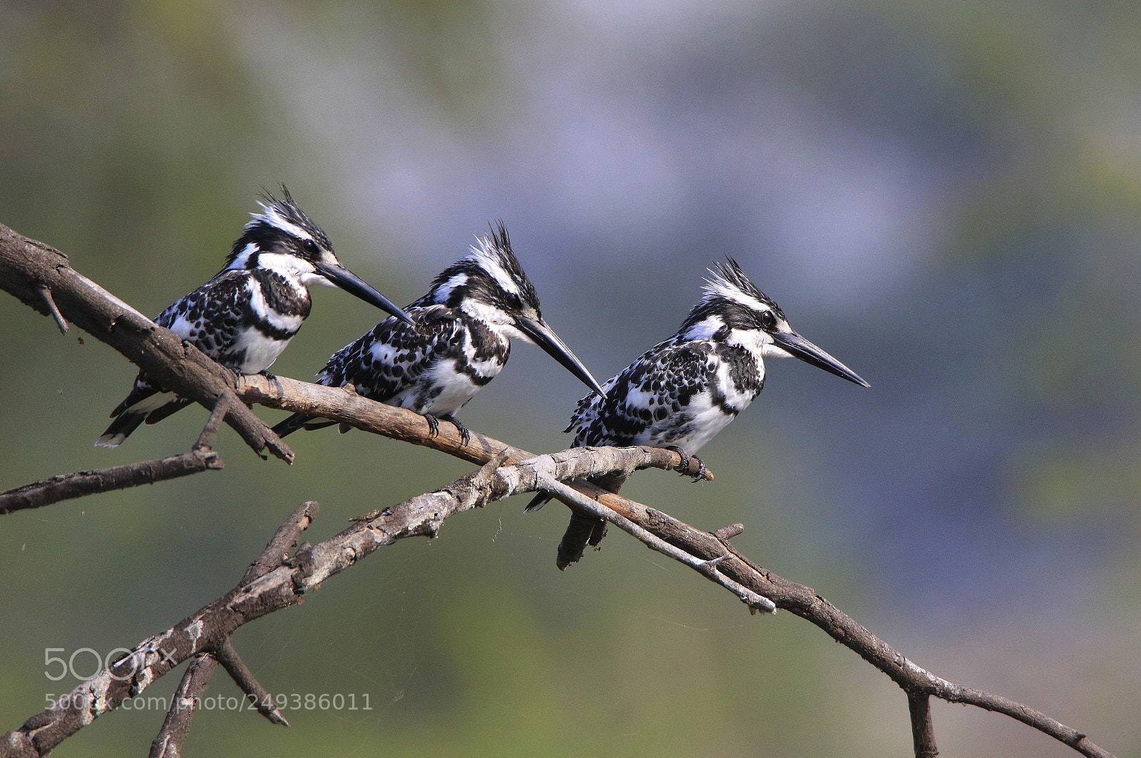 Canon EOS 7D Mark II sample photo. The three musketeers photography