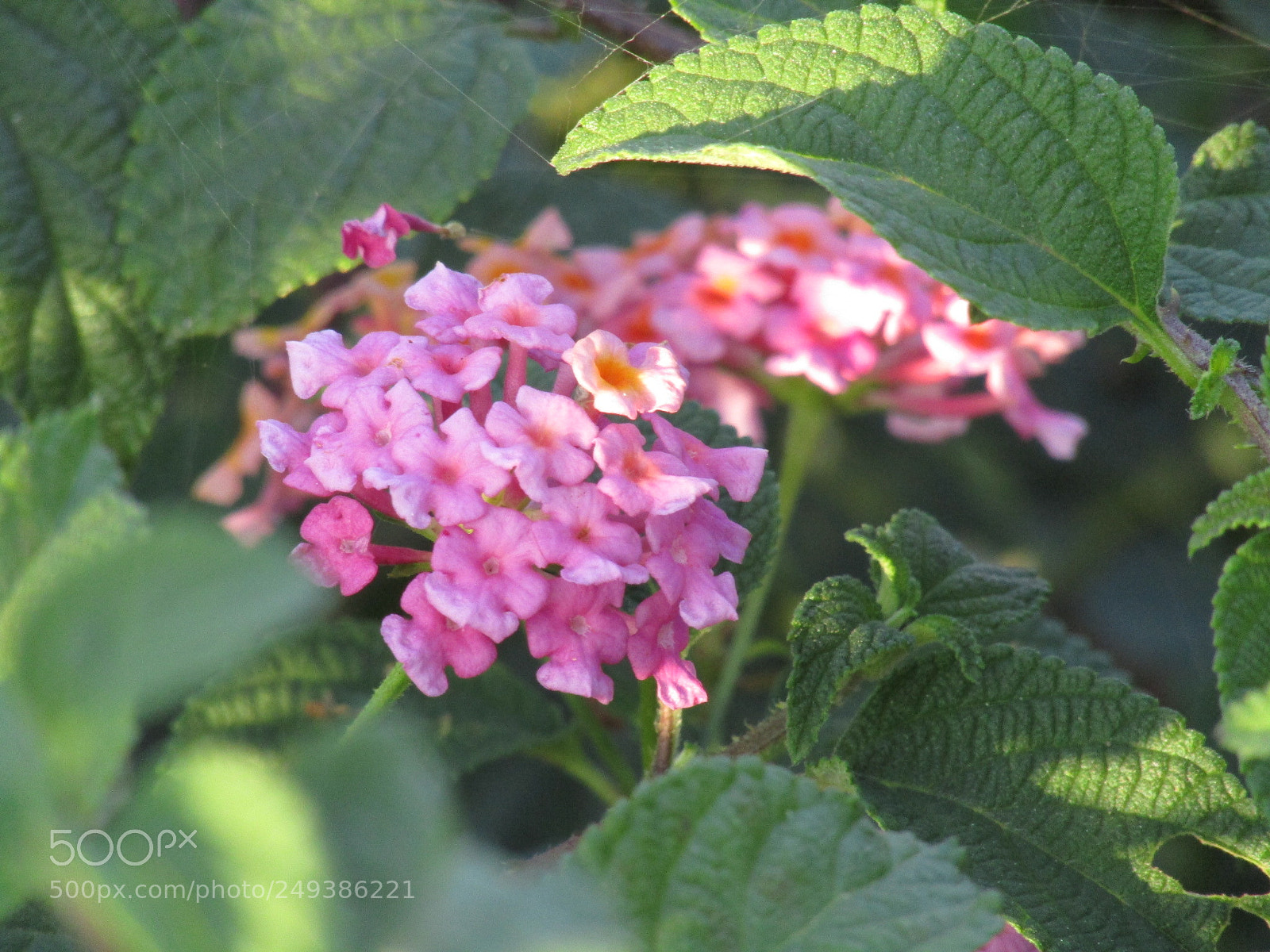 Canon POWERSHOT SX430 IS sample photo. Pink beauty photography