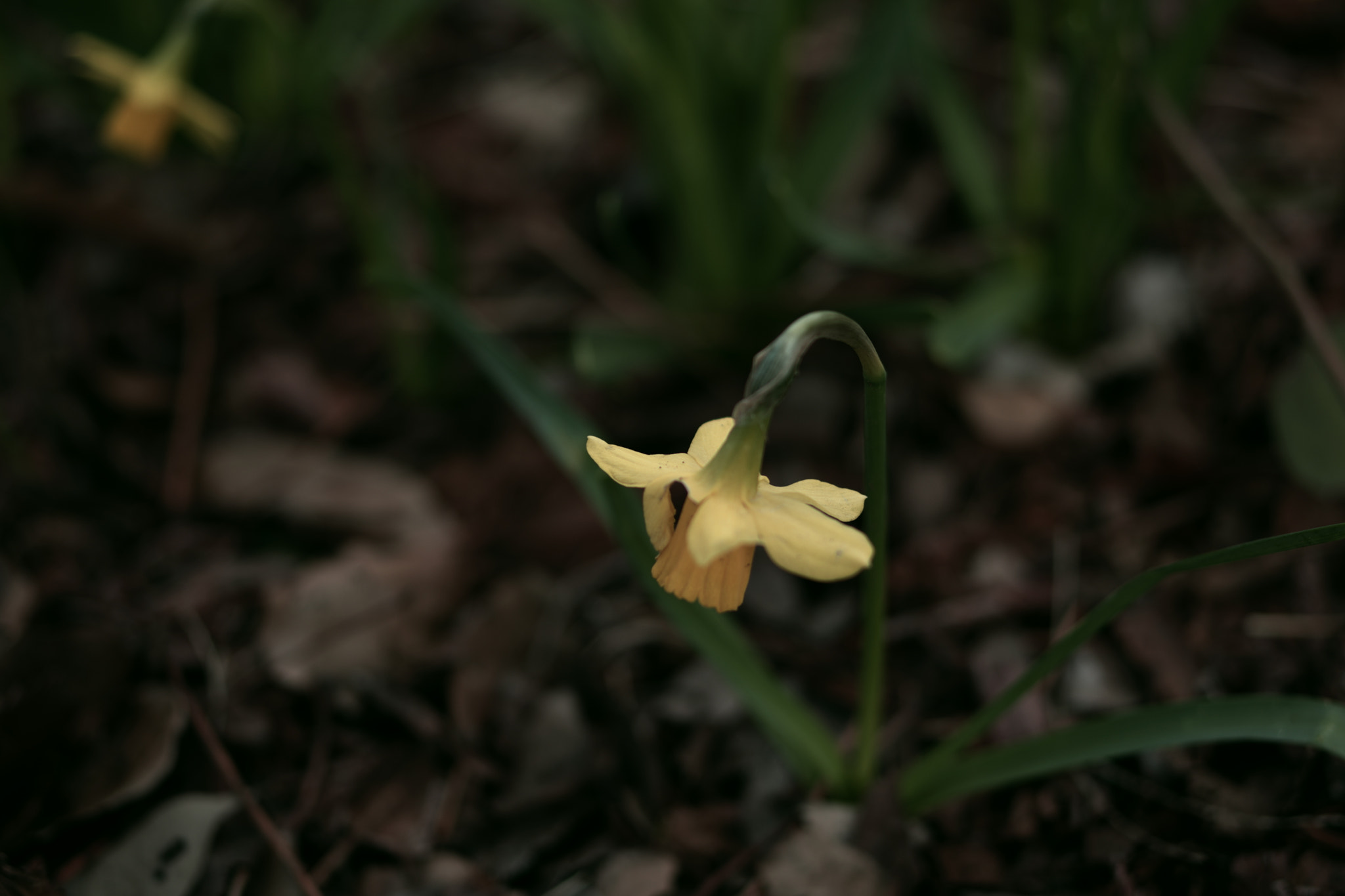 Pentax K-70 + Pentax smc DA 35mm F2.4 AL sample photo. Flower photography