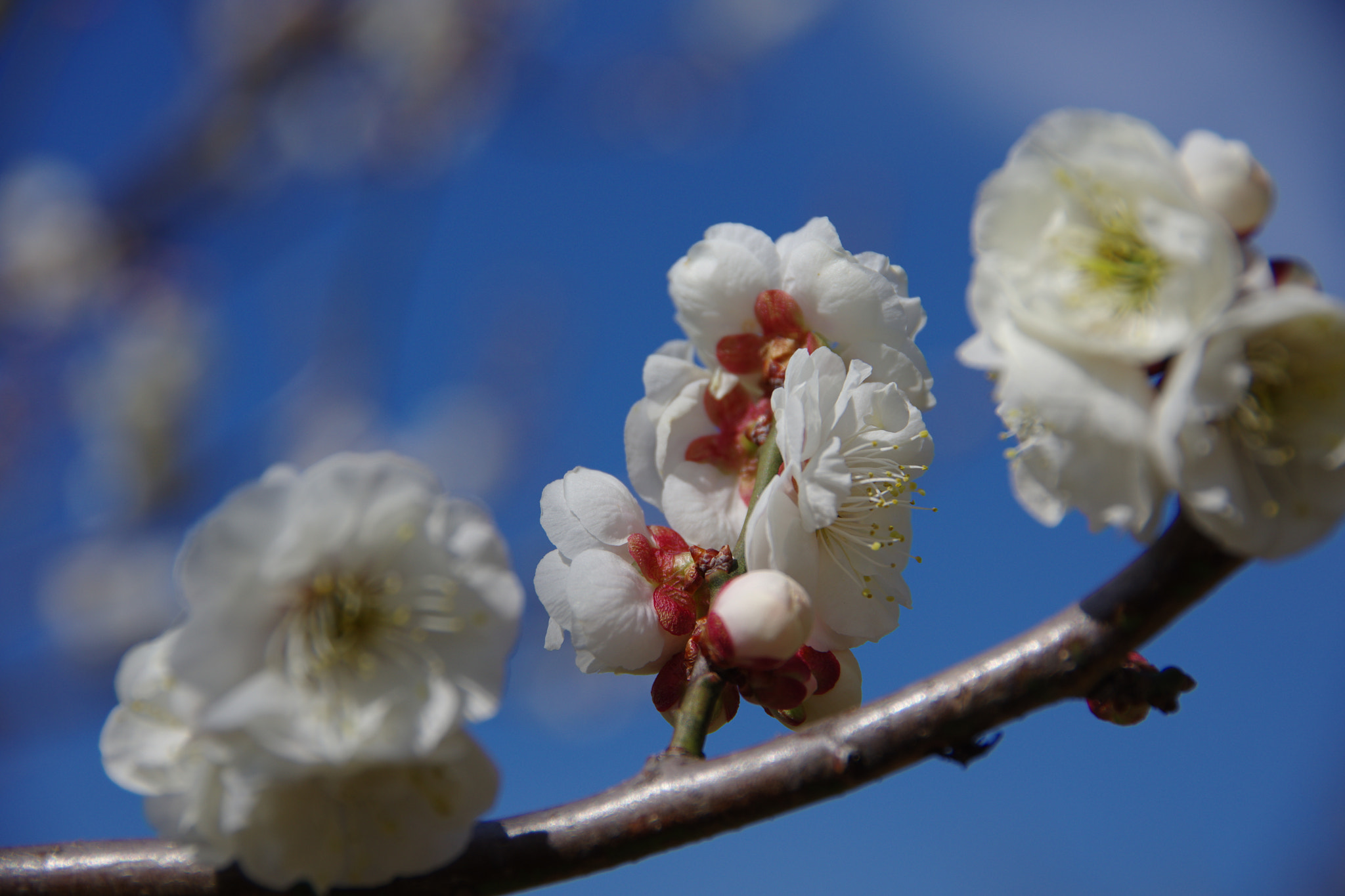 Pentax K-70 sample photo. Plum blossom photography