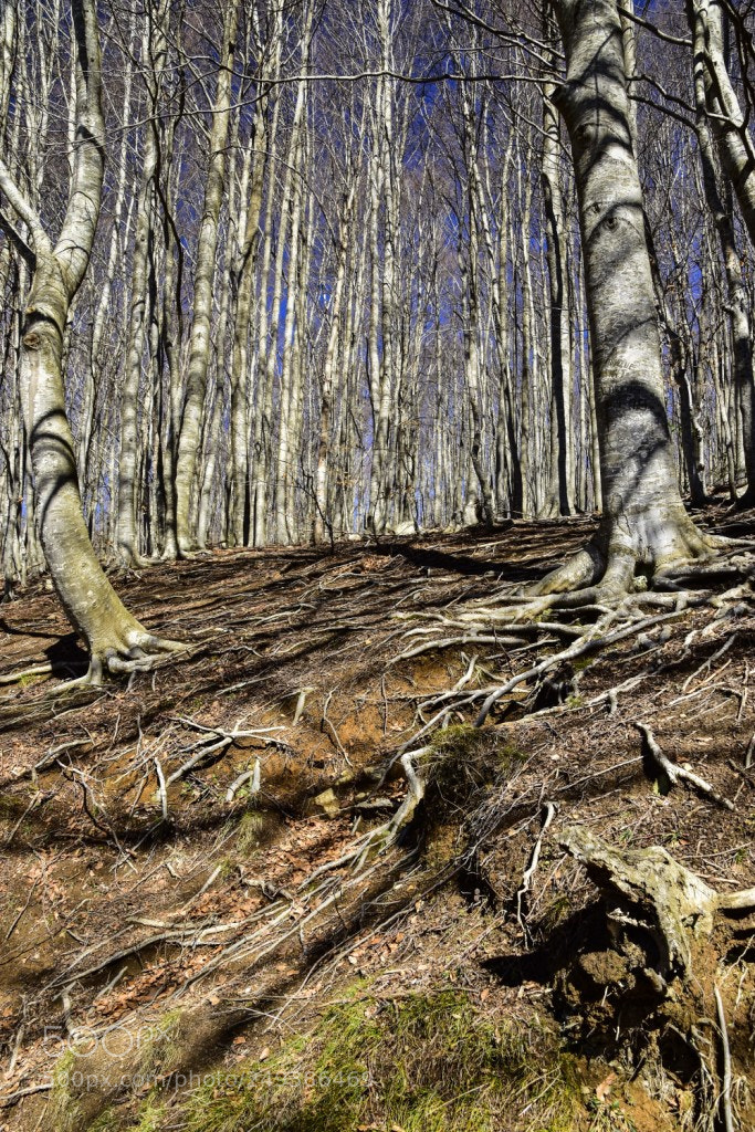 Nikon D7200 sample photo. Arboles photography