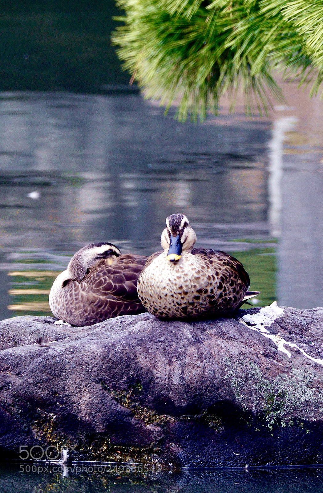 Nikon D3200 sample photo. Kyu shiba rikyu garden photography