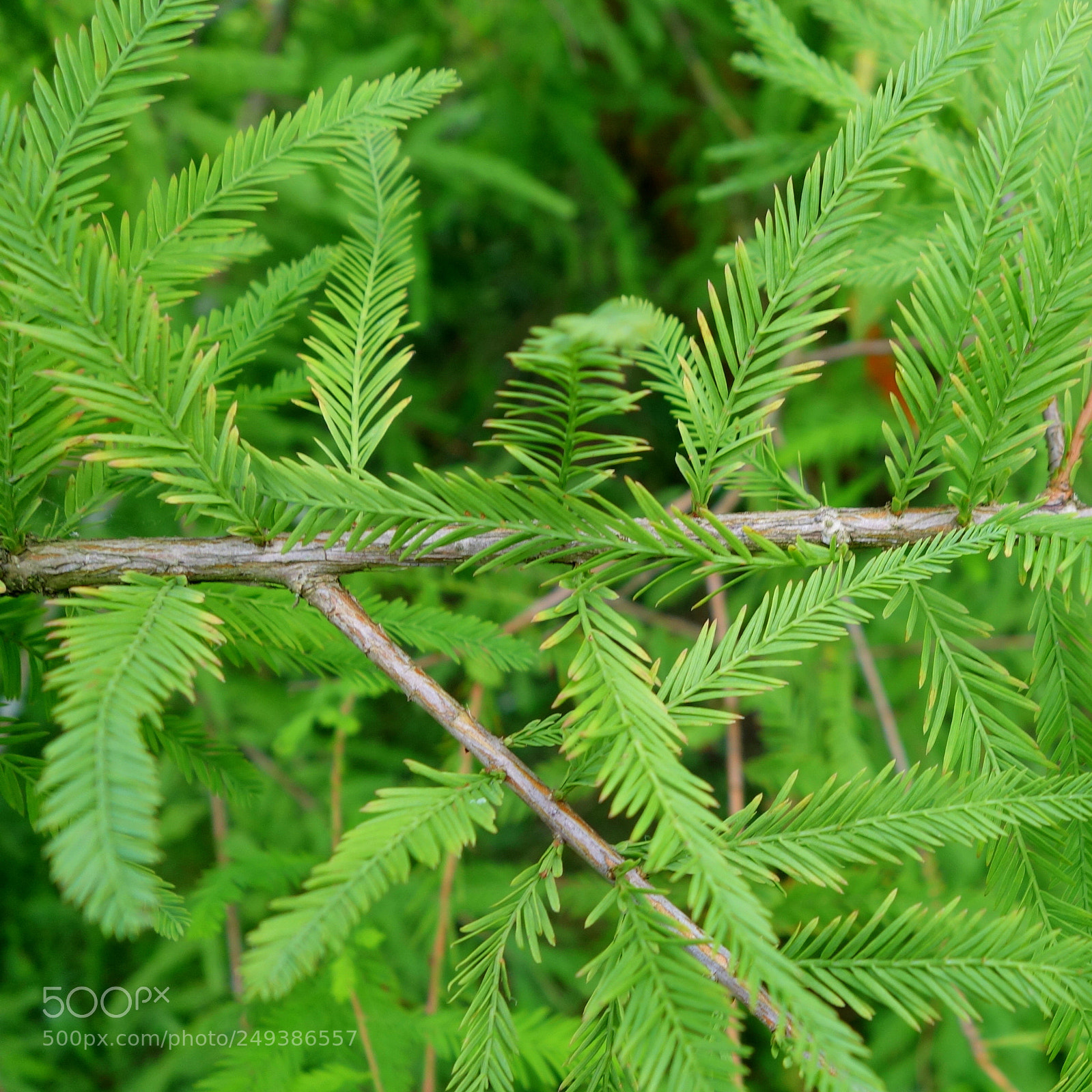 Sony Cyber-shot DSC-RX100 II sample photo. () cvp lot photography