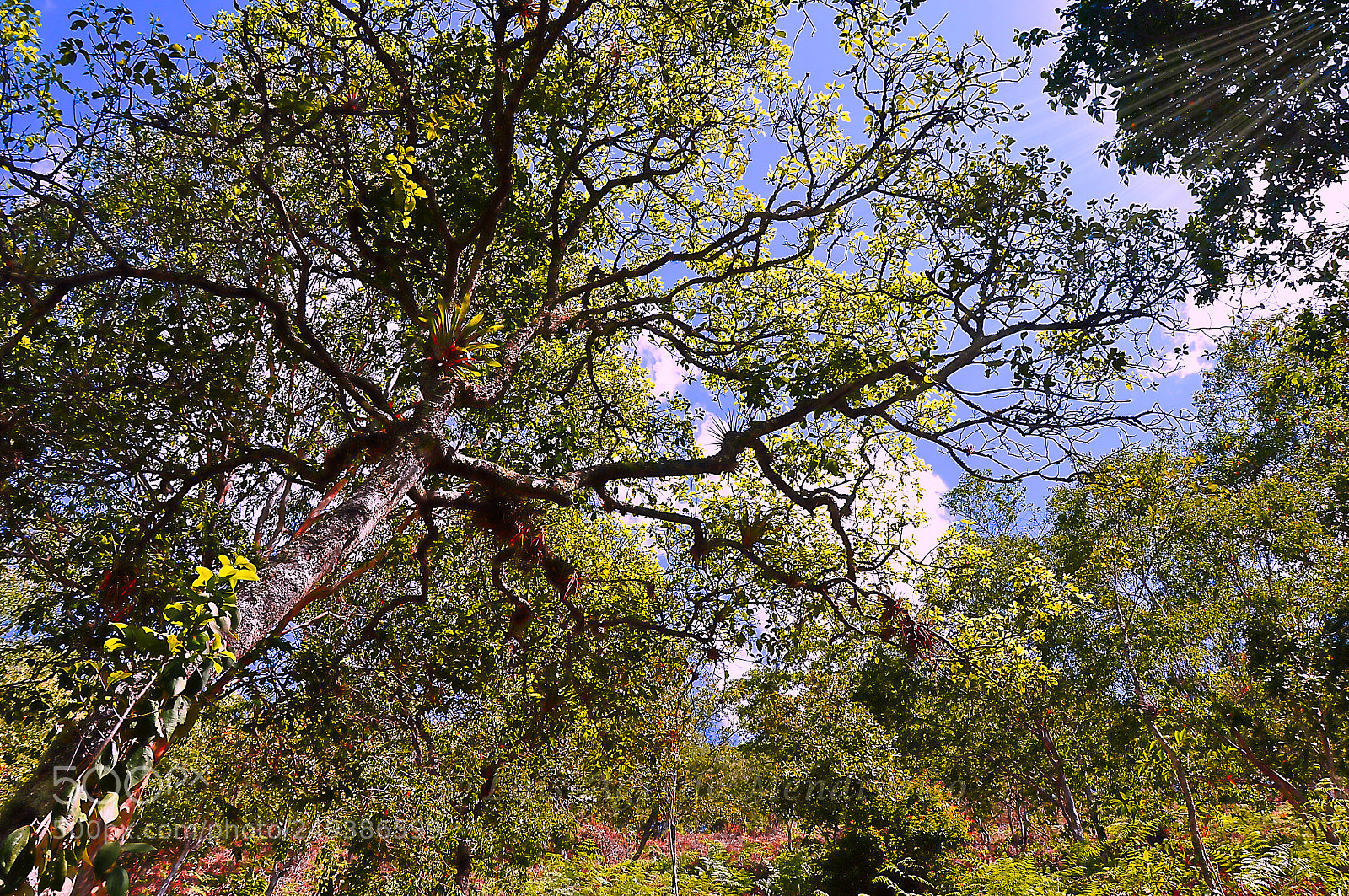 Nikon D90 sample photo. Tree top photography