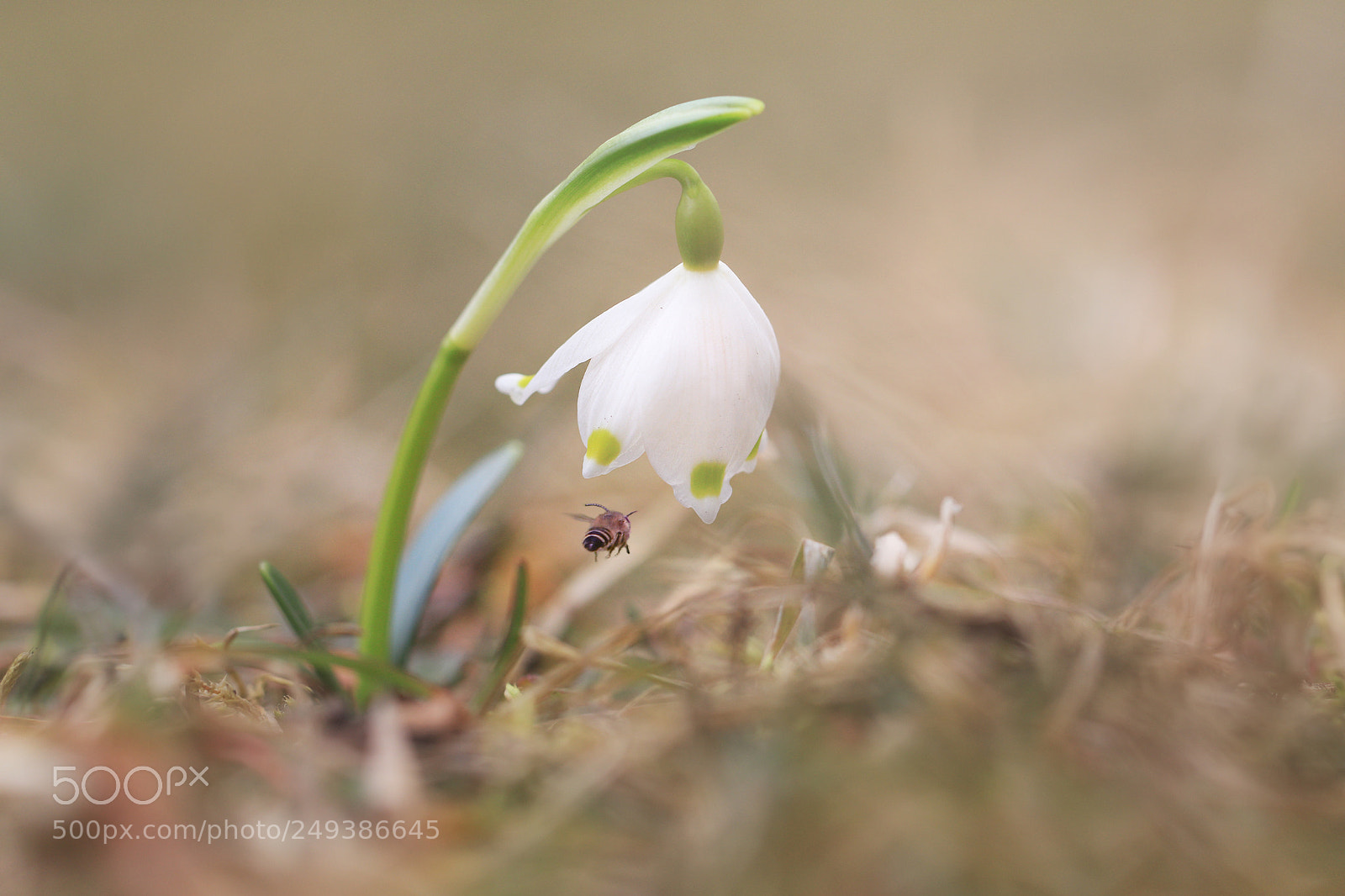 Canon EOS 80D sample photo. Spring photography
