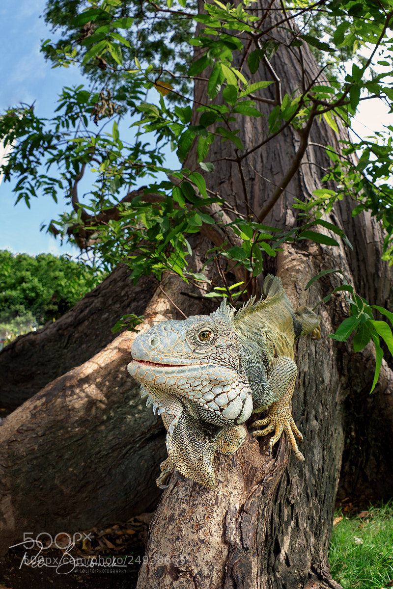 Olympus OM-D E-M1 Mark II sample photo. Green iguana | ecuador photography