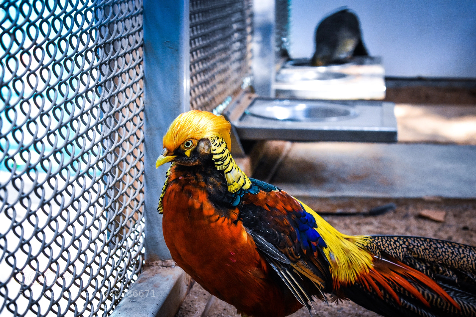 Nikon D3400 sample photo. Bird photography