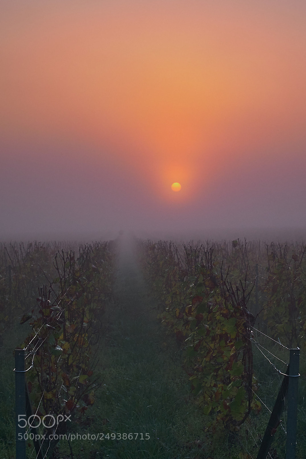 Fujifilm X-T20 sample photo. Champagne field photography