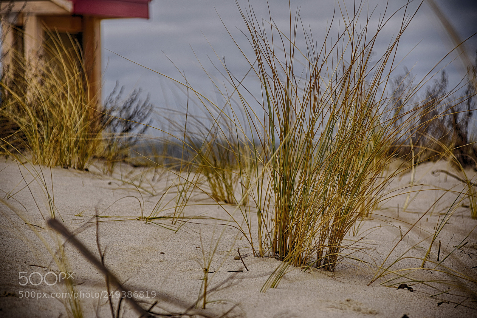 Nikon D3300 sample photo. Beach weed photography