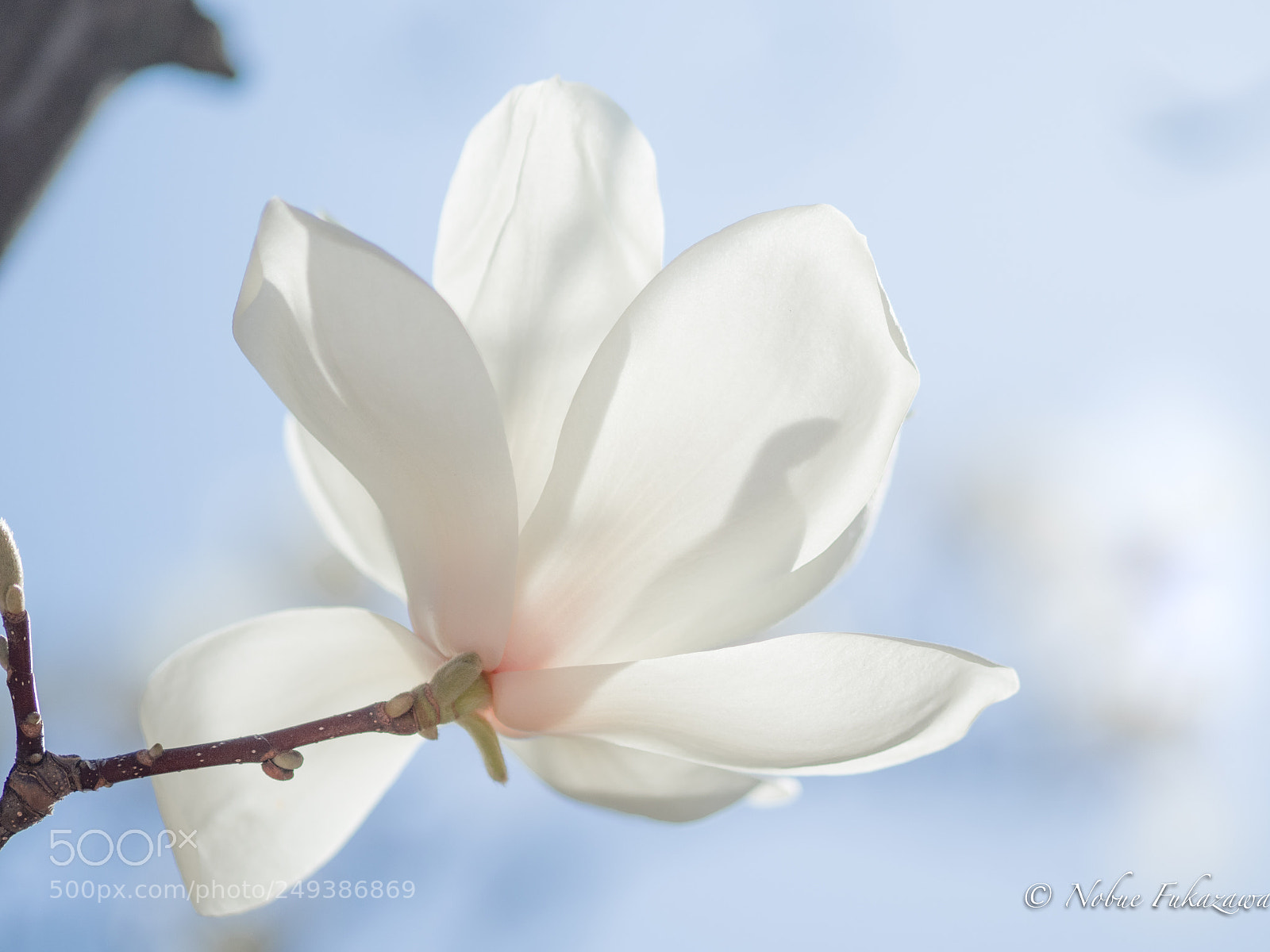 Olympus OM-D E-M1 Mark II sample photo. Noon of magnolia photography