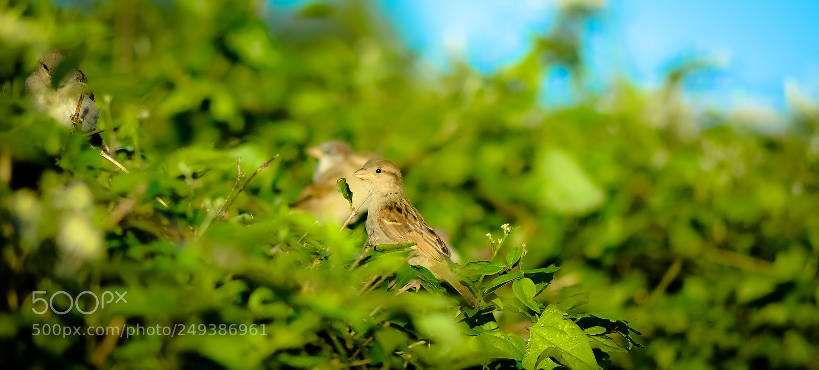 Nikon D7100 sample photo. Thegardenbirds (kf) photography