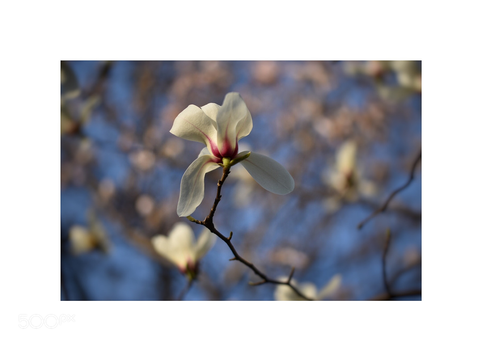 Nikon D5500 sample photo. Spring blooms 9 photography