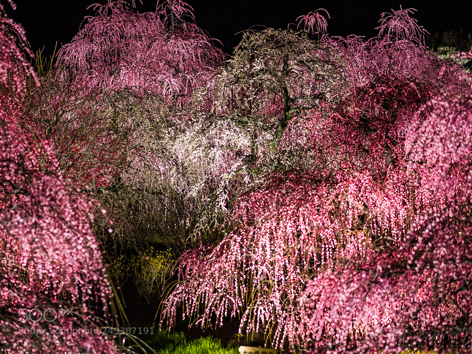 Olympus OM-D E-M1 sample photo. Spring night photography