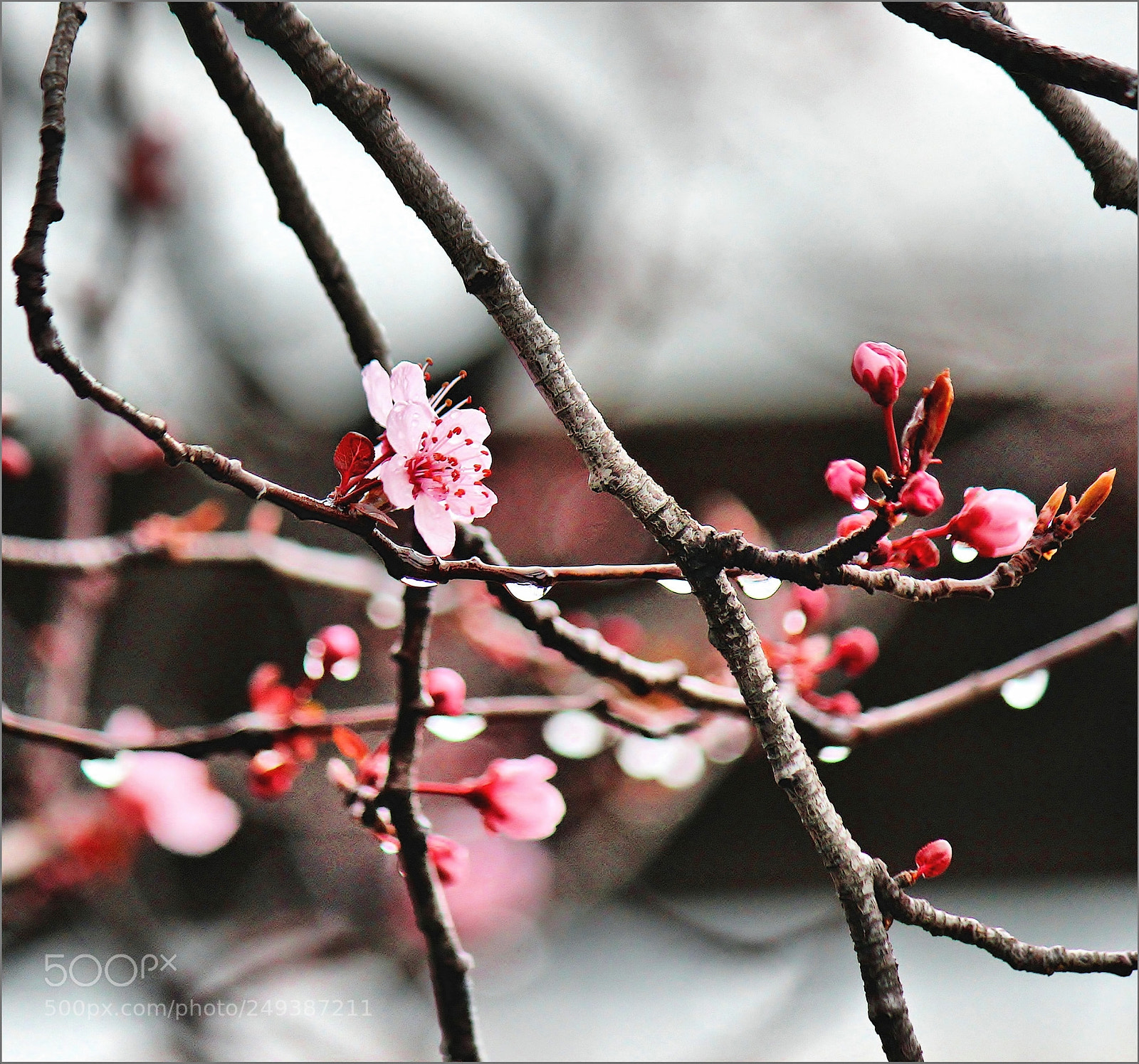 Canon EOS 600D (Rebel EOS T3i / EOS Kiss X5) sample photo. Eclosion photography