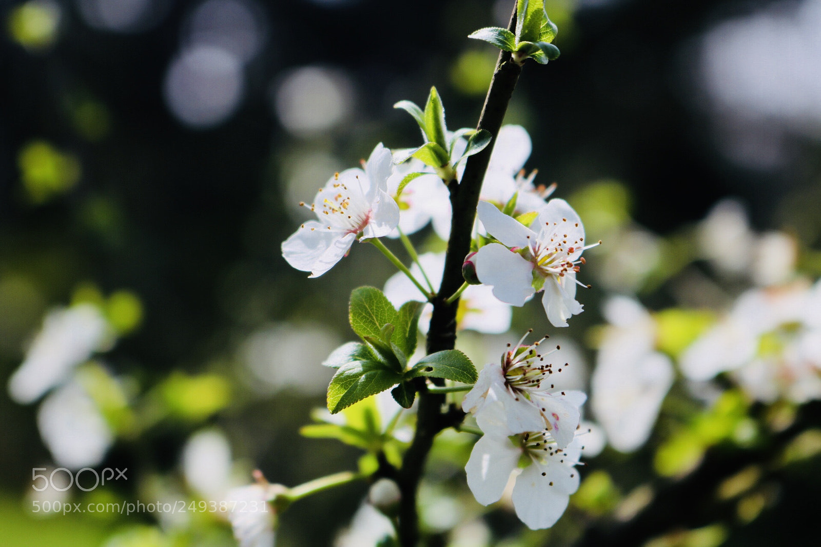 Canon EOS 750D (EOS Rebel T6i / EOS Kiss X8i) sample photo. Springtime photography