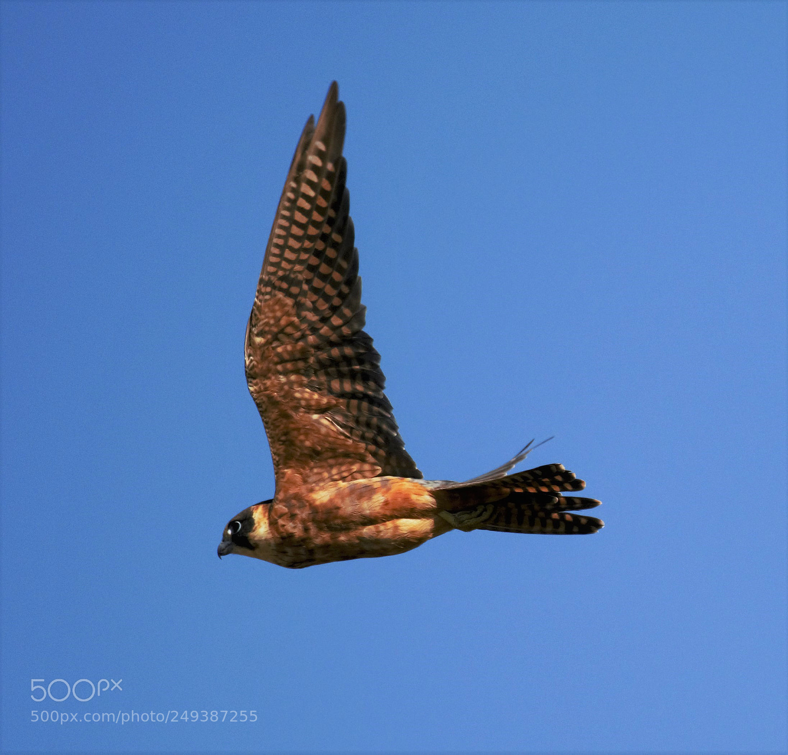 Nikon D810 sample photo. Australian hobby photography