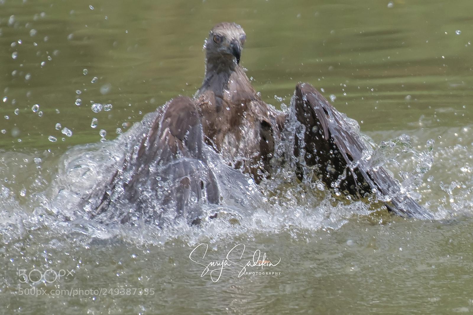Nikon D850 sample photo. I don't dive and photography